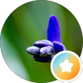 Fiona MacKillop Avatar